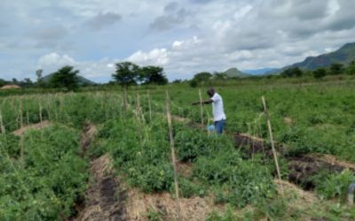 Livelihoods and Food Security